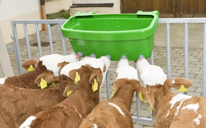 Ванна-поилка для телят Multi Feeder 30л, без разделения на порции, с сосками Latex 