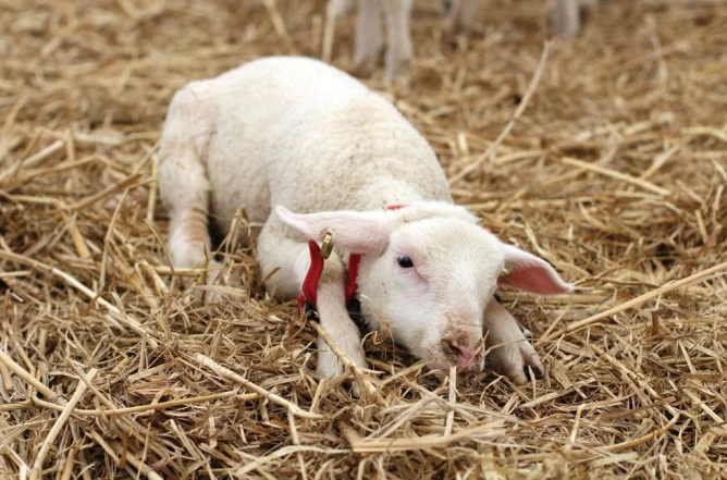 Иммобилизующая дуга 19,5см для овец