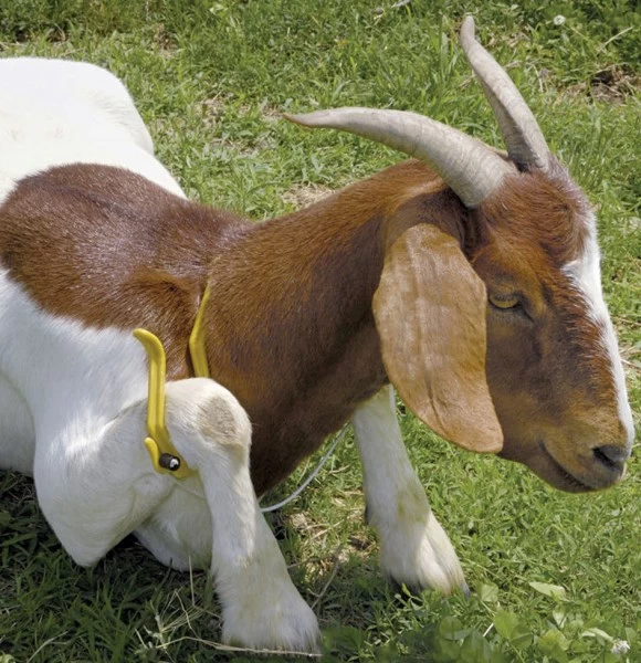 Иммобилизующая дуга 26см для овец