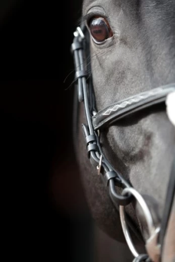 Оголовье Ковальеро для пони, черное