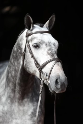 Оголовье Стандрат для жеребят, коричневое