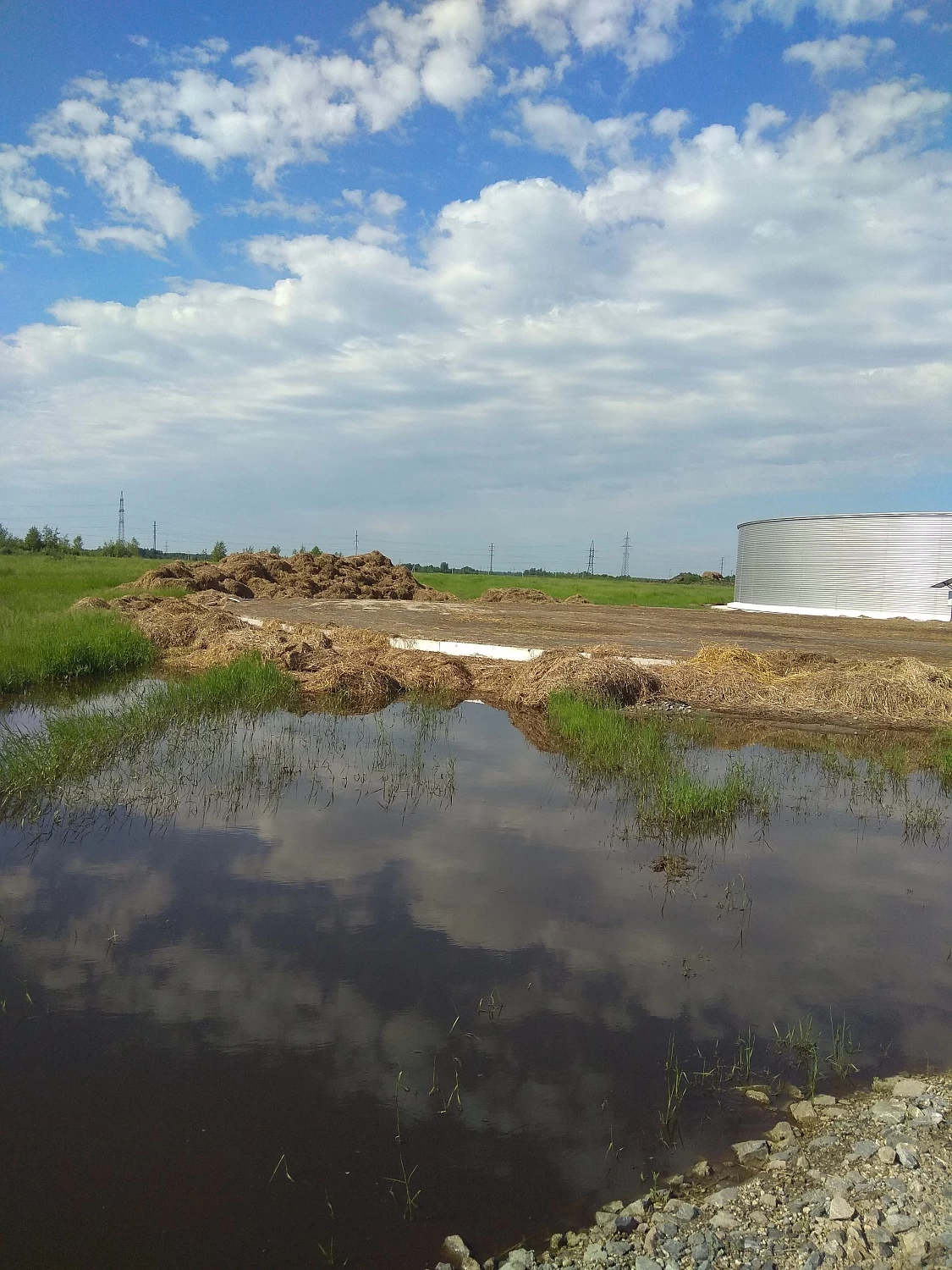 МТФ "ТОЛМАЧОВСКОЕ" 