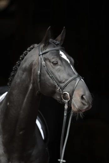 Оголовье Стандарт для некрупной лошади (Cob), цвет черный