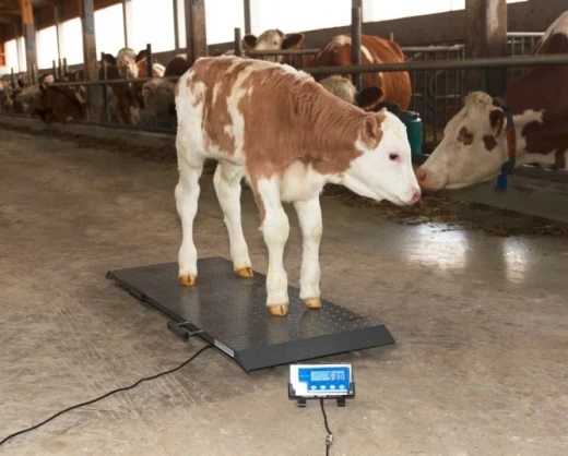 Платформенные весы PS1000 до 500кг