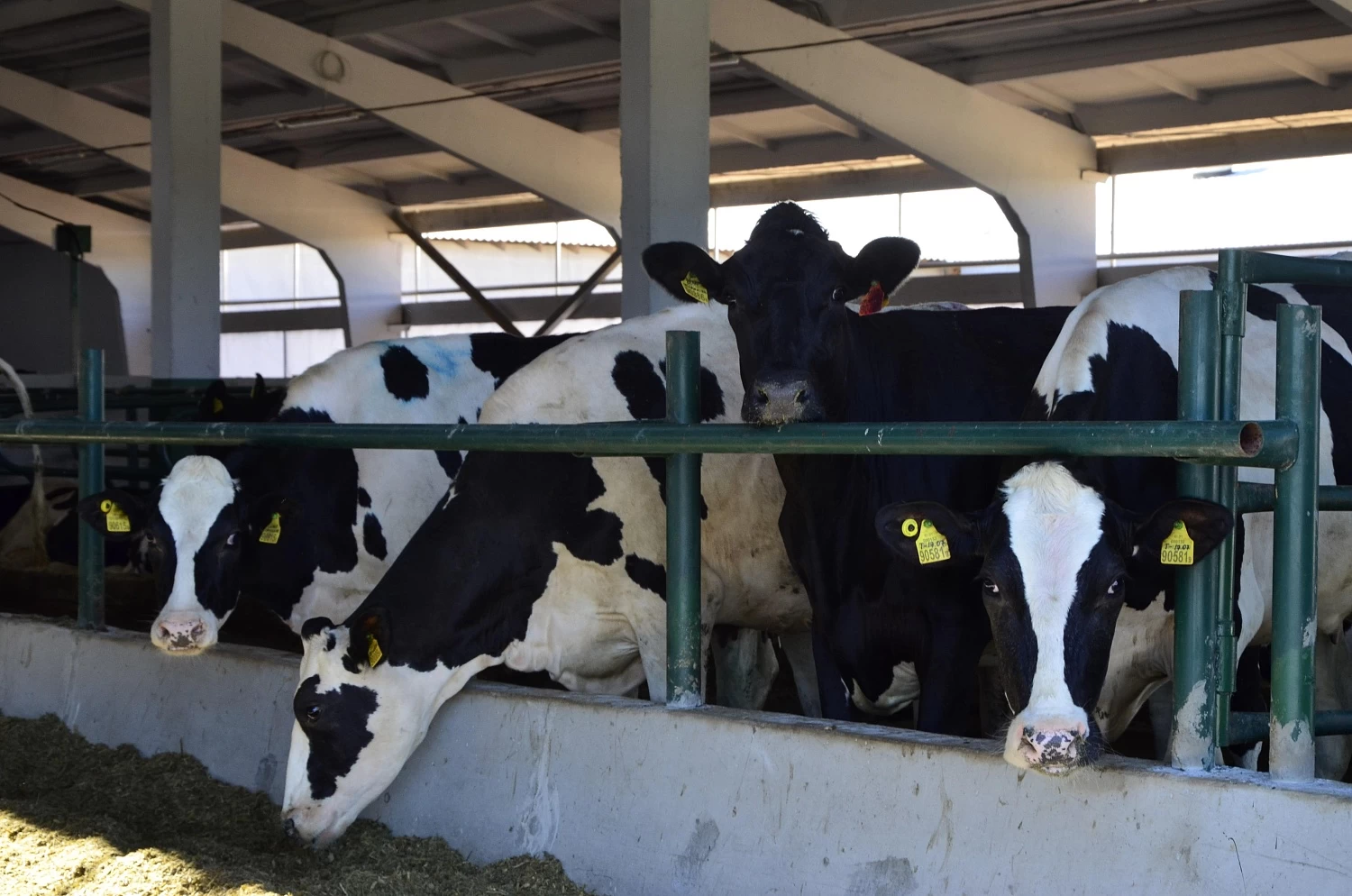 ОАО "КОПЫЛЬСКОЕ"