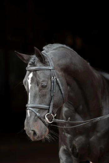 Оголовье кожанное Классик для пони, черное