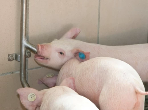 Соединительная труба с одной отводящей линией 100см