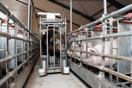 Бокс для свободного доступа для осеменения и вынашивания поросят