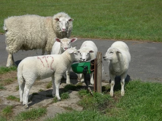 Поилка Suevia модель 130 P