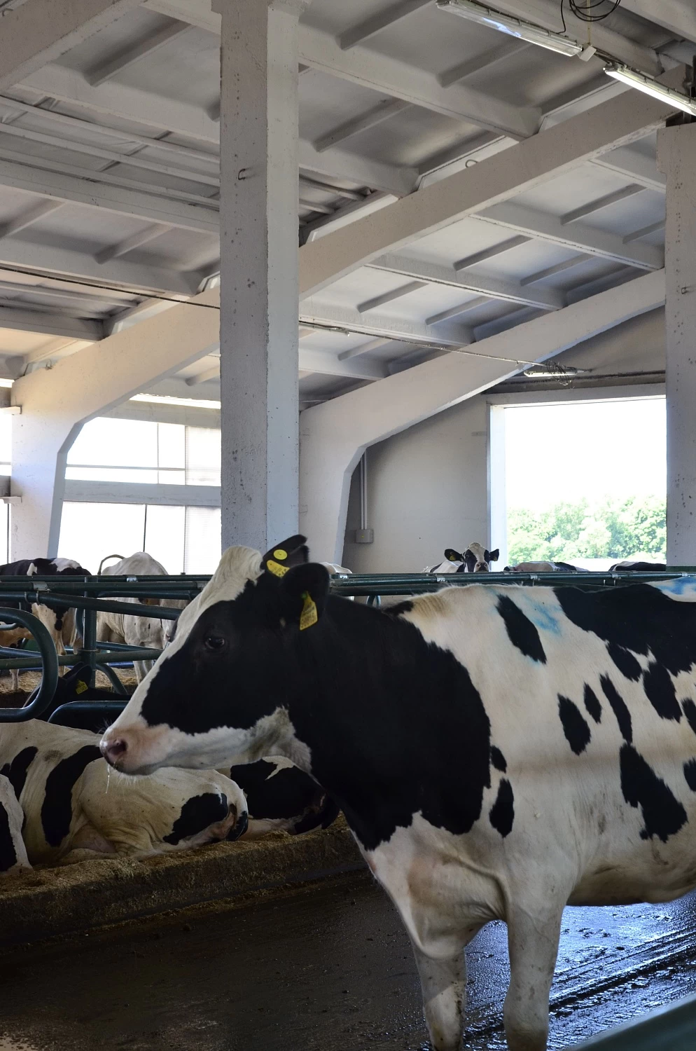 ОАО "КОПЫЛЬСКОЕ"