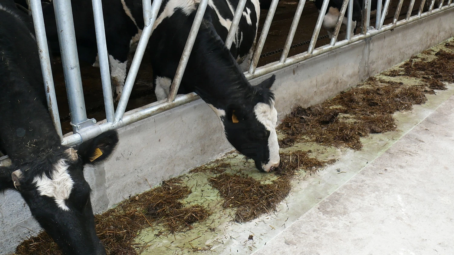 OAO "ТАРАСОВО"