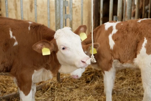 Игровая веревка для свиней и телят Ø 10мм, 250м, хлопок