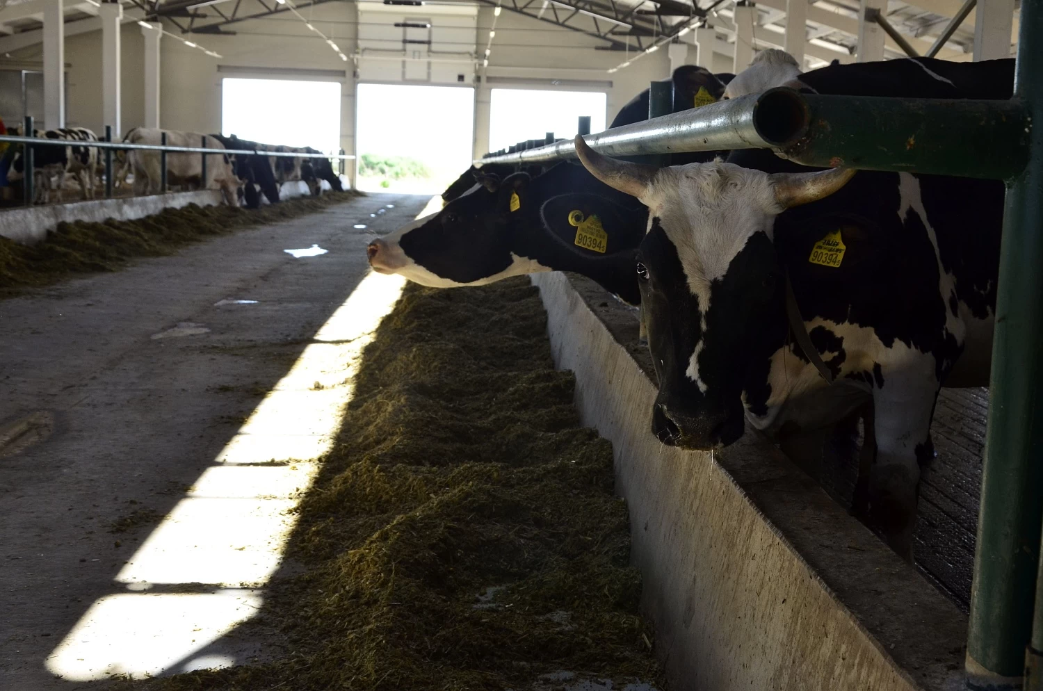 ОАО "КОПЫЛЬСКОЕ"