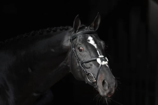 Оголовье Ковальеро для пони, черное