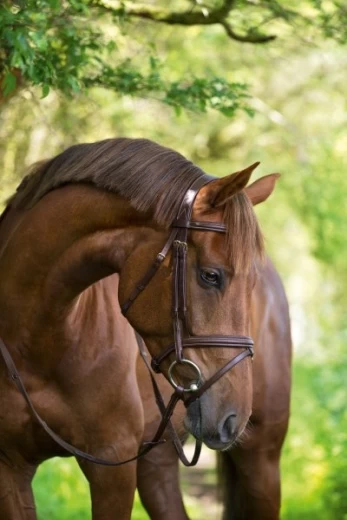 Оголовье кожанное Классик для средней лошади (Full), коричневое