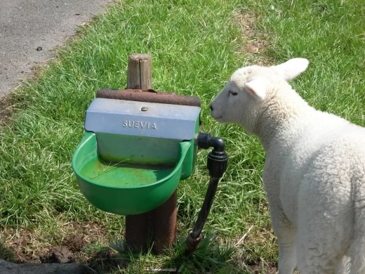 Поилка Suevia модель 130 P