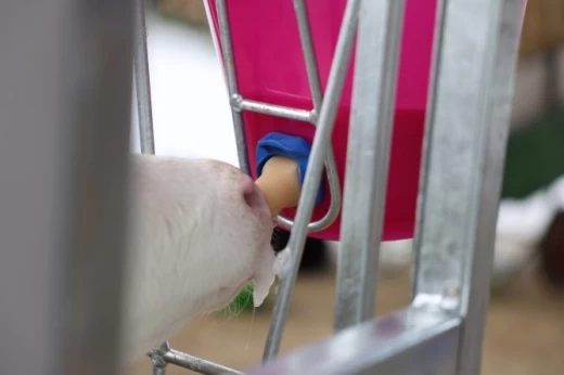 Соска для телят FixClip, красная