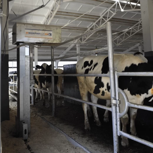 Скрепер цепной для уборки навоза в коровнике Бирипут Агри / Beerepoot  Agri