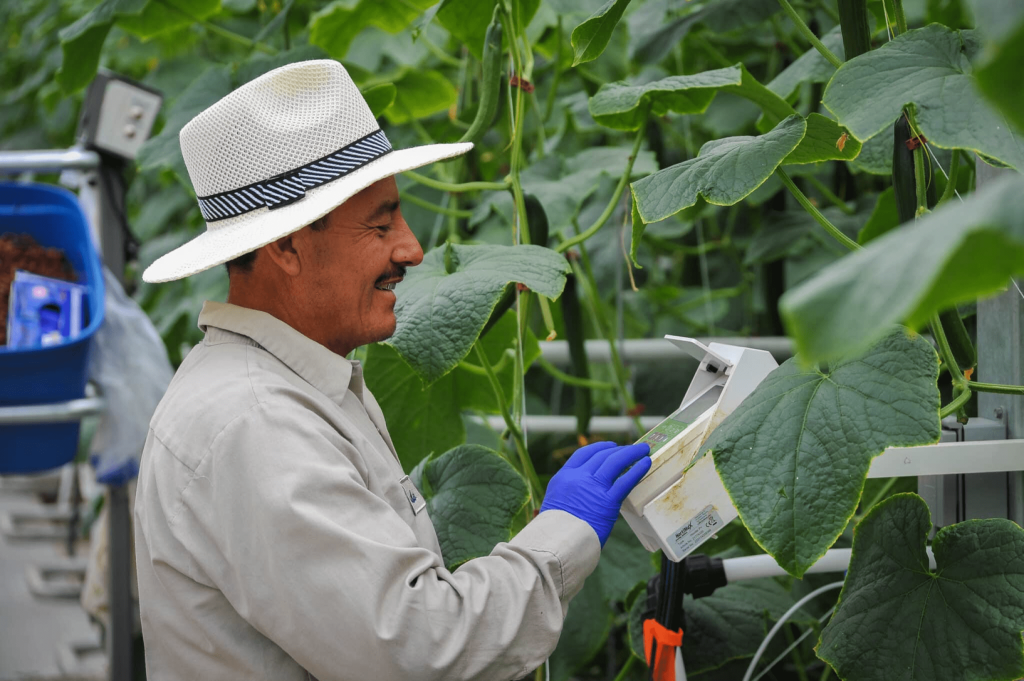 Productive-mexican-men-VineFreshAcres-1-2048x1363 1 (1)-min.png Productive-mexican-men-VineFreshAcres-1-2048x1363 1 (1)-min.png